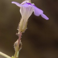 Lindernia srilankana L.H.Cramer & Philcox